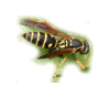 AViKo`